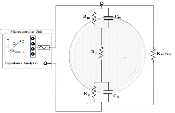A schematic diagram illustrating a basic bioimpedance model of a cell or tissue, connected to an impedance analyzer for measuring electrical properties.