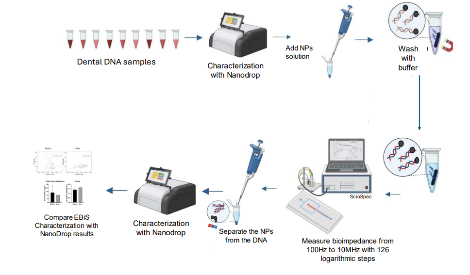 Workflow of a novel DNA analysis method using bioimpedance and magnetic nanoparticles, measured with the Sciospec ISX-3.