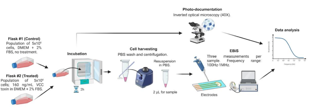 Experimental workflow diagram showing how Vibrio cholerae cytolysin (VCC) exposure affects cells, assessed using Electrical Bioimpedance Spectroscopy (EBiS) and the Sciospec ISX-3 impedance analyzer.