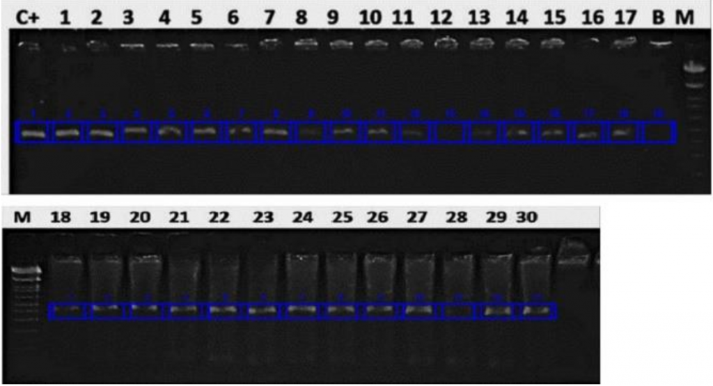 two gel electrophoresis panels showing DNA bands in multiple lanes corresponding to PCR-amplified samples. Clear bands within blue-marked boxes indicate successful DNA amplification across samples, validating impedance measurements from the Sciospec ISX-3.